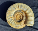 Orthosphinctes sp.