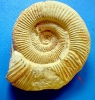 Orthosphinctes (Orthosphinctes) cf. polygyratus