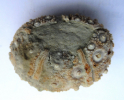 Plegiocidaris sp.