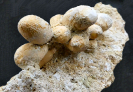 Pseudocidaris mammosa AGASSIZ, 1840