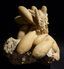 Pseudocidaris mammosa (Agassiz, 1840)