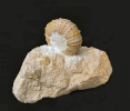 Pseudodiadema sp.