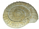 Pseudorthosphinctes sp.