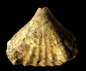 rhynchonellider Brachiopode mit Beekite/Buch'schen Kieselringen