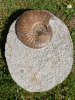 Amaltheus margaritatus