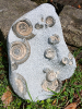 Vermiceras scylla 