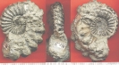 Pathalogischer Pleuroceras salebrosum