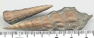 Pseudokatosira undulata