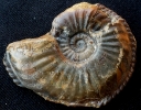 Amaltheus sp. 62mm aus Kalchreuth