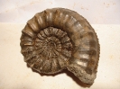 Pleuroceras spinatum