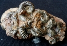 Pleuroceras sp. Grabgemeinschaft aus Kalchreuth