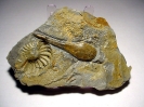Nuculana complanata