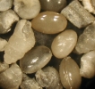 Klein- und Mikrofossilien aus Kalchreuth