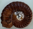 Pleuroceras cf. solare im Gegenlicht