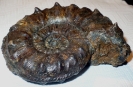Pleuroceras sp.