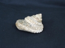 Pleurotomaria sp.