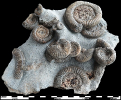 Dactylioceras athleticum / commune und Pseudolioceras sp.