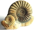 Pleuroceras solare