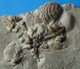 Grabgemeinschaft mit Francocerithium, Levipleura u. Harpax