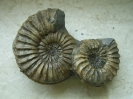 Pleuroceras solare Doppel-Knolle
