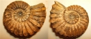 Pleuroceras spinatum