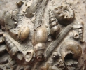 Levipleura, Actaeonia, Eucyclus, Pleuroceras