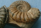 Pleuroceras solare forma aegra circumdata