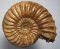Pleuroceras cf. solare (PHILLIPS 1829)