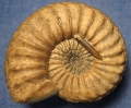 Pleuroceras solare (PHILLIPS 1829)