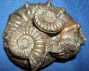 Pleuroceras