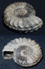 Pleuroceras sp.