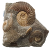 Amaltheus stokesi