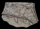 Isocrinus cf. basaltiformis