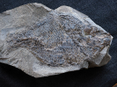 Dapedium ?punctatum