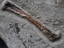 Dorygnathus banthensis oder Campylognathoides liasicus/zitteli