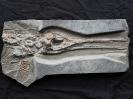 Stenopterygius triscissus