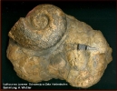 Lytoceras jurense