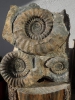 Arietites bucklandi