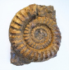 Arietites sp. 