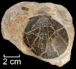 Eopecten velatus (GOLDFUSS)
