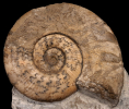 Dumortieria cf. radiosa (SEEBACH 1864)