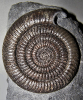 Epammonites rotarium (Buckman)