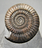 Epammonites rotarium (Buckman)