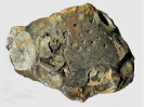 Gastrochaenolites ichnosp.
