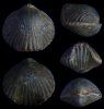 Gibbirhynchia amalthei (QUENSTEDT 1852)