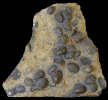 Gryphaea arcuata LAMARCK, 1801