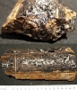 Versteinertes Holz