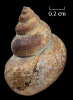 Oolitica cyclostoma (BENZ, 1832)