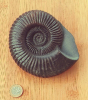 Schlotheimia sp.