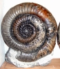 Xipheroceras rasinodum